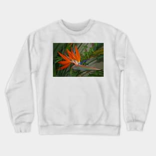 Bird of Paradise Flower Crewneck Sweatshirt